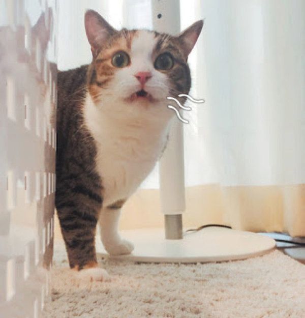 猫の「フレーメン反応」とは