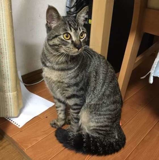 しっぽマフラーするキジトラ