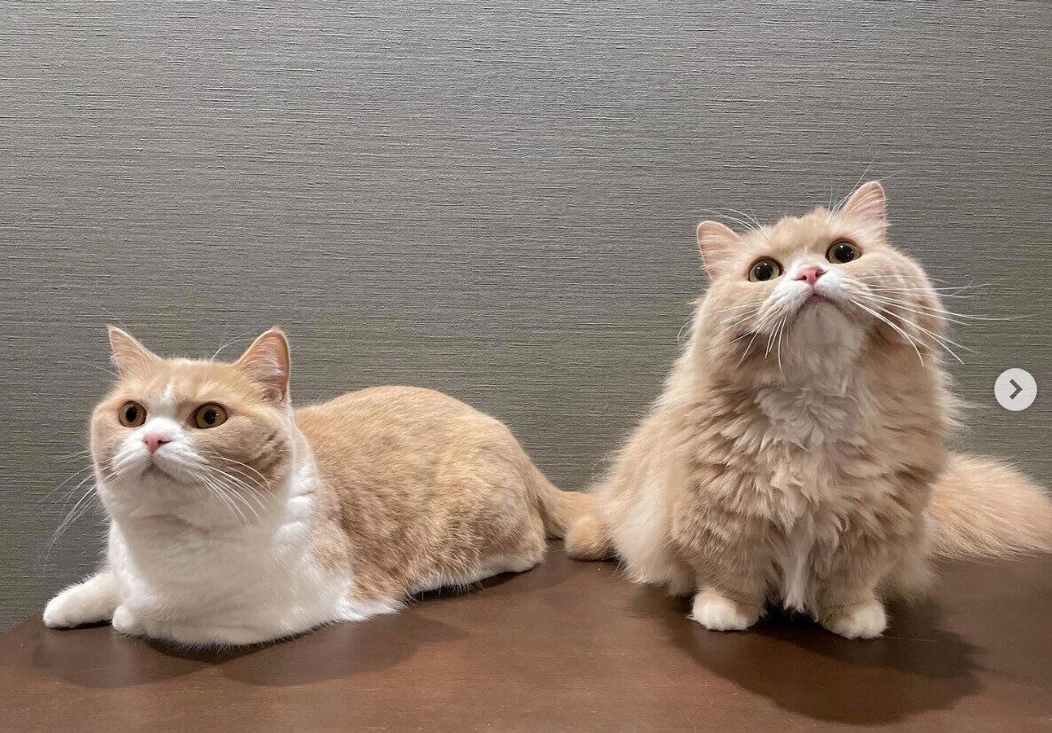 みりんちゃんとぽんずちゃん