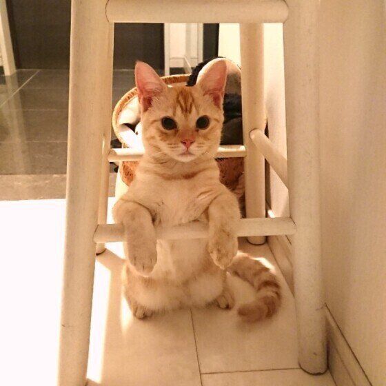 見つめるスコティッシュフォールド