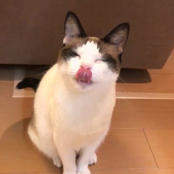 藍太郎くん 茶×白MIX　ぺろり