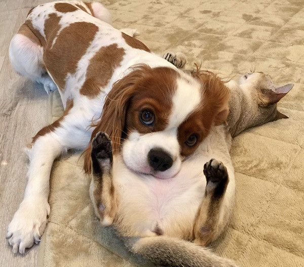 キャバリアとシンガプーラ