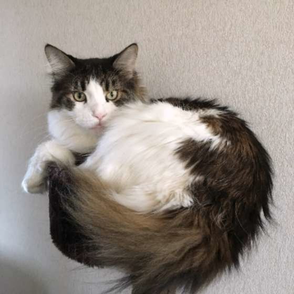 大きな体と長毛が魅力的な猫 メインクーンについて知りたい ねこのきもちweb Magazine 大きな体と長毛が魅力的な猫 メインクーンについて知りたい ねこのきもちweb Magazine