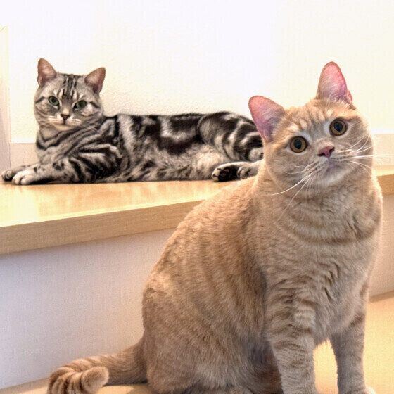 階段でリラックスするまんてんくん