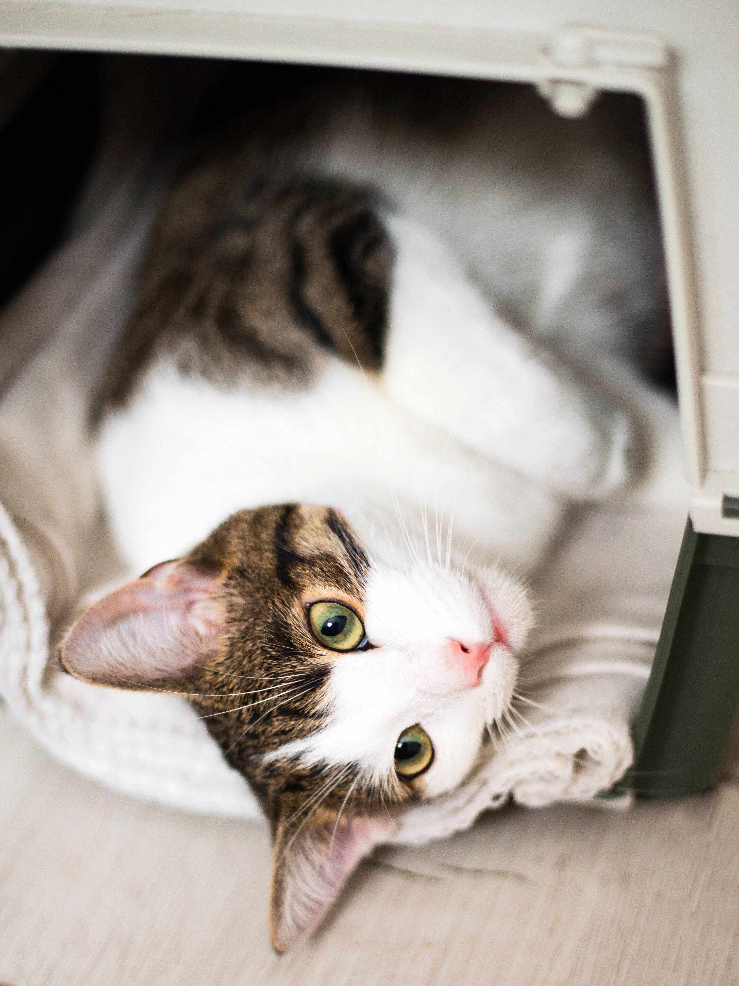 画像／iStock、Getty Images Plus