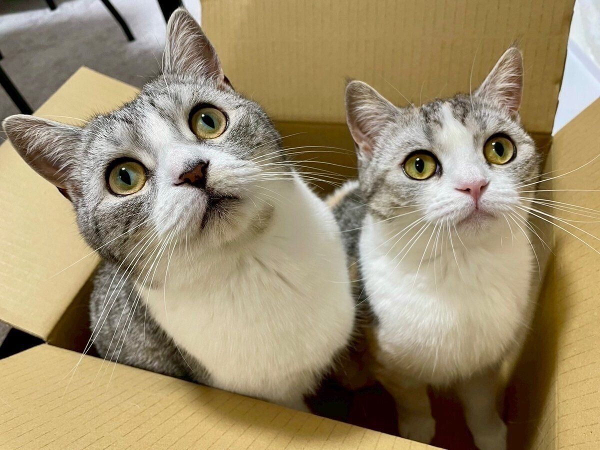 おとなになった春陽くん、彩春ちゃん