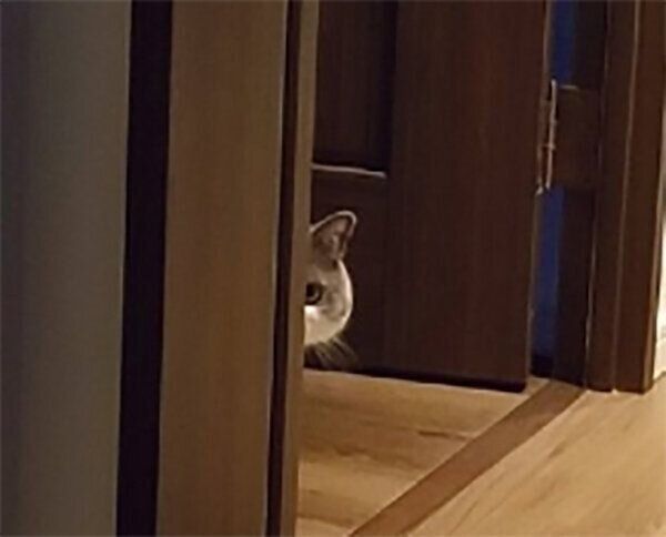 遠くから見つめてくるさかもとちゃん