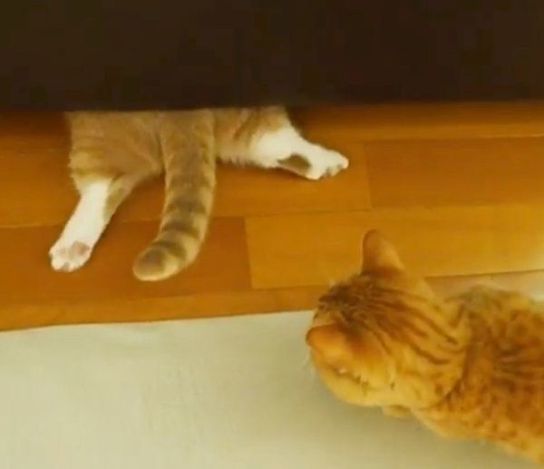 ソファに入り込むマンチカン