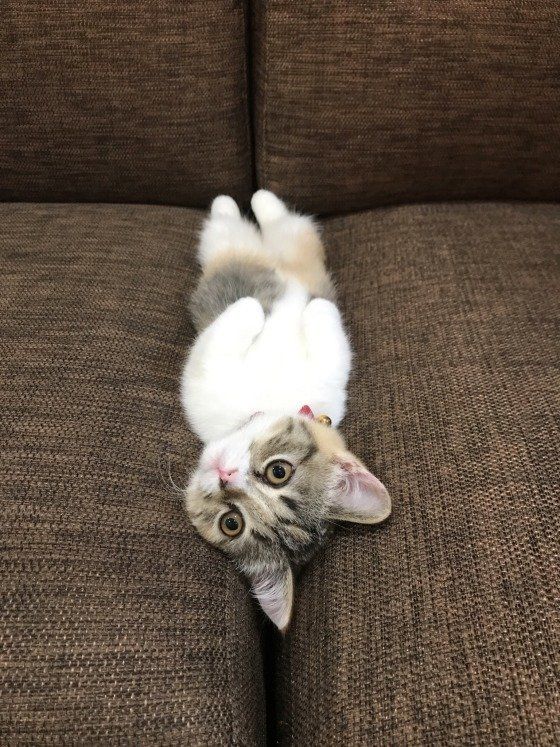 ソファでごろ〜んとなるマンチカン