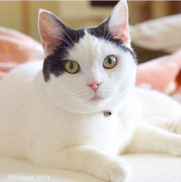 カメラ目線の猫