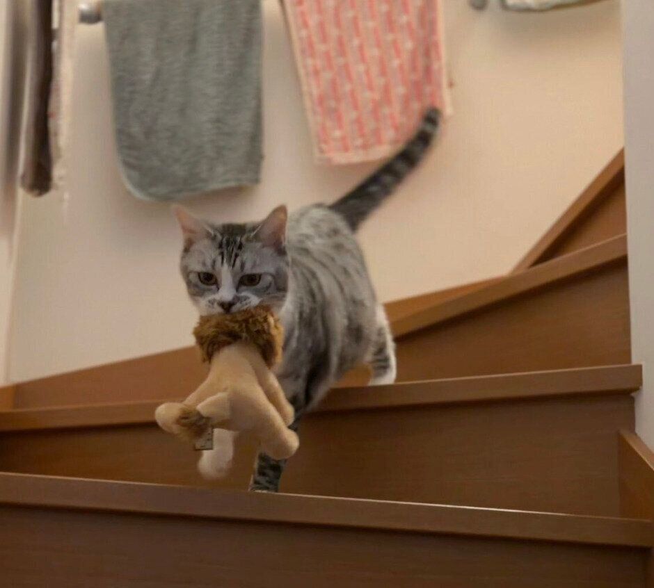 ライオンのぬいぐるみを運ぶ春くん。