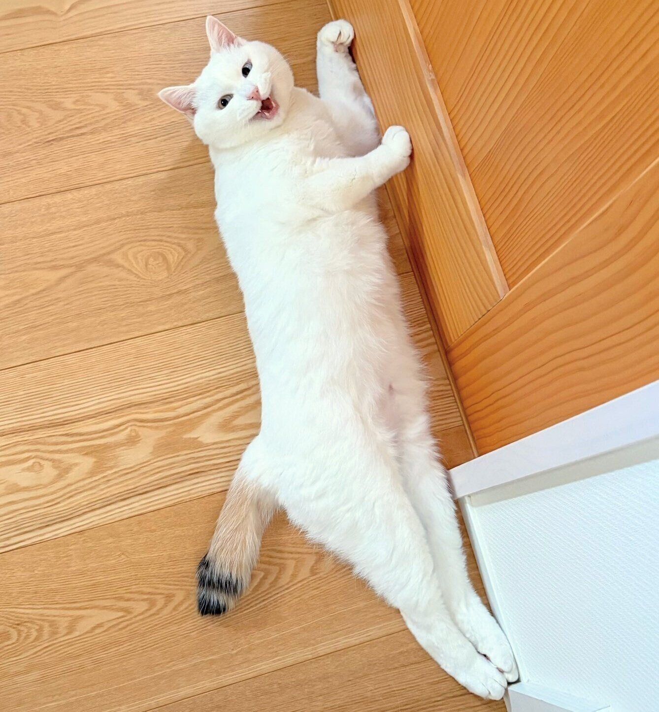 足をピーンとのばして寝転がるましろちゃん