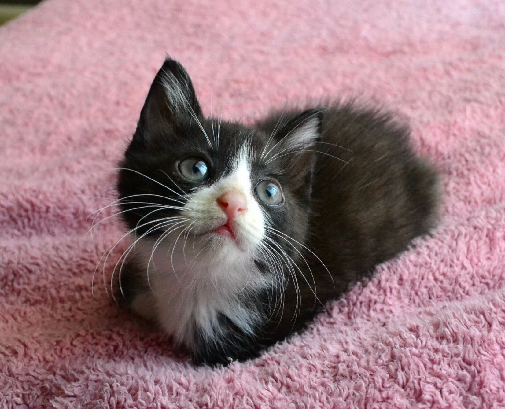 胸毛がパヤパヤだったころのパトくん。