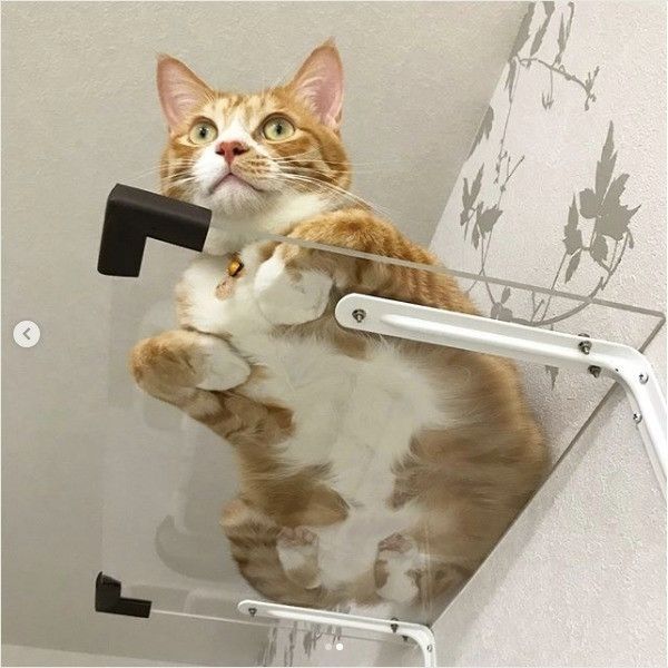 ニャンコの裏側