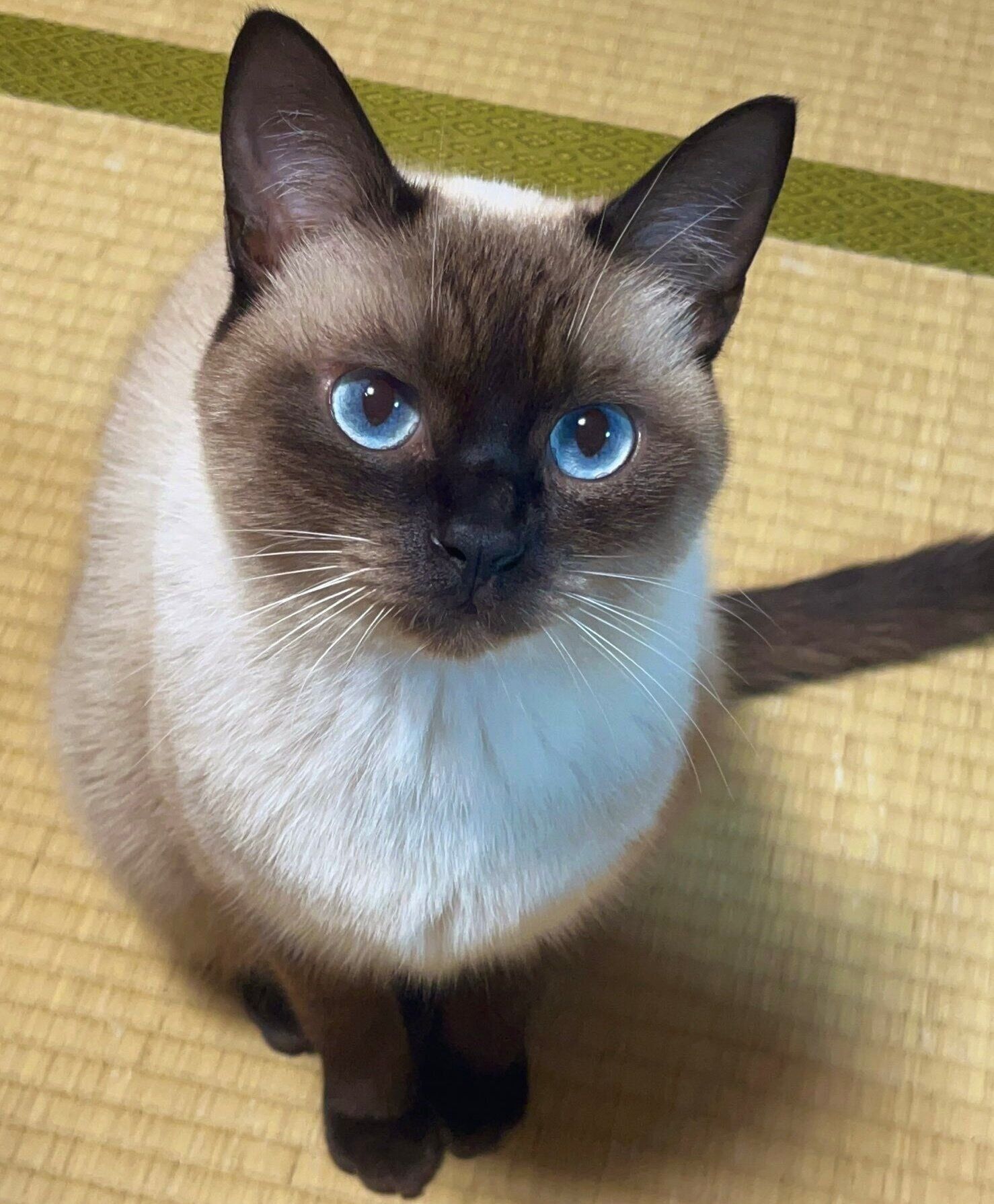 遊んでほしそうに見つめるぷよくん