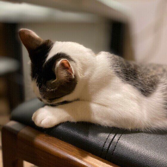 ごめん寝する猫