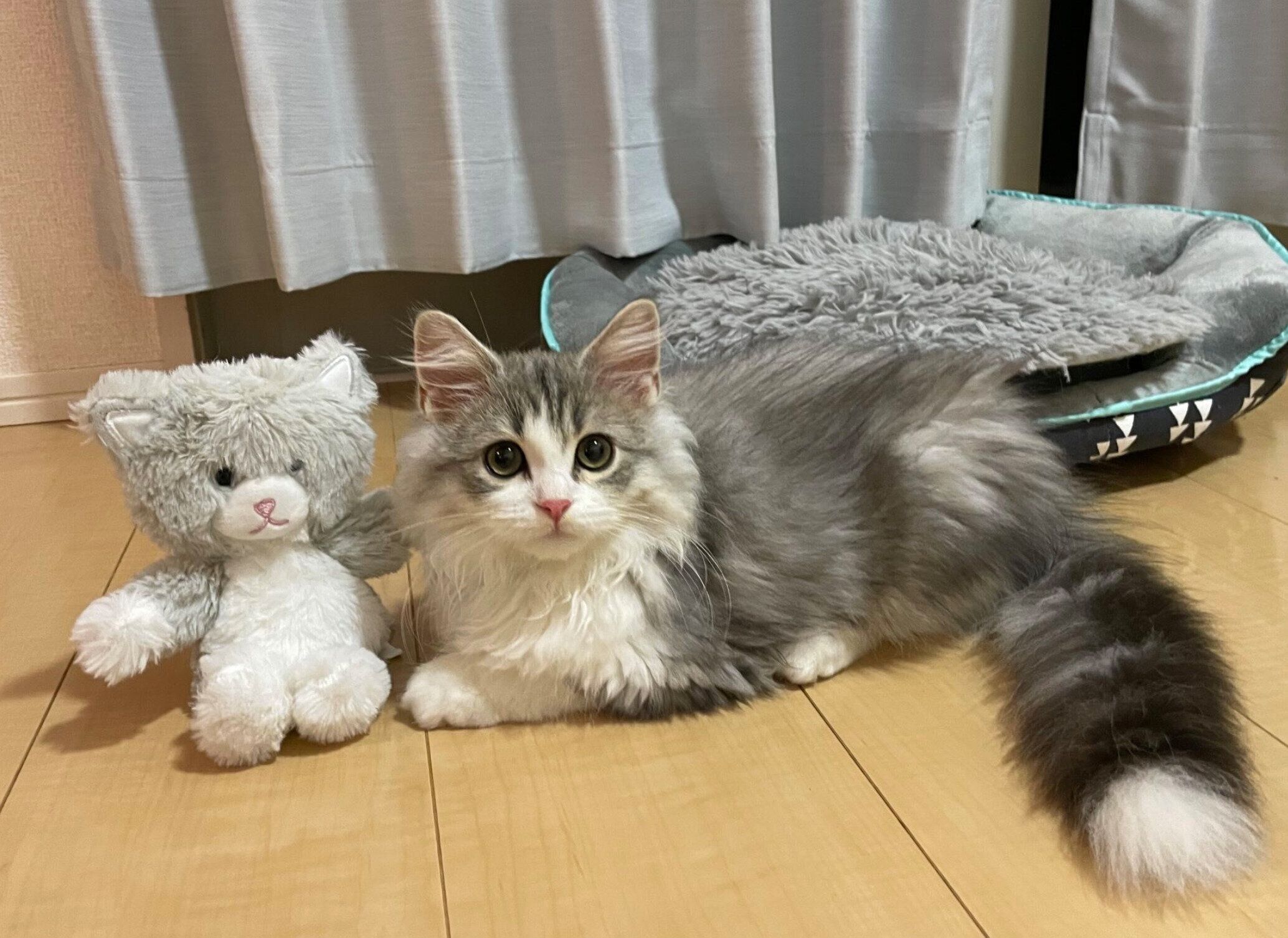 ぬいぐるみが好きなふゆくん