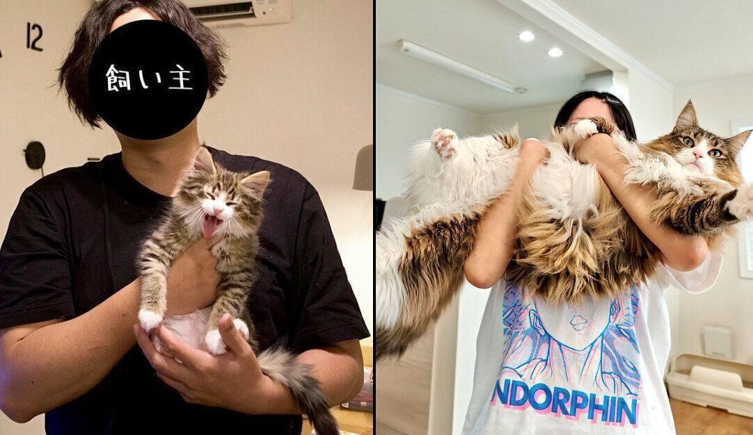 しろあんちゃんの成長ビフォーアフター