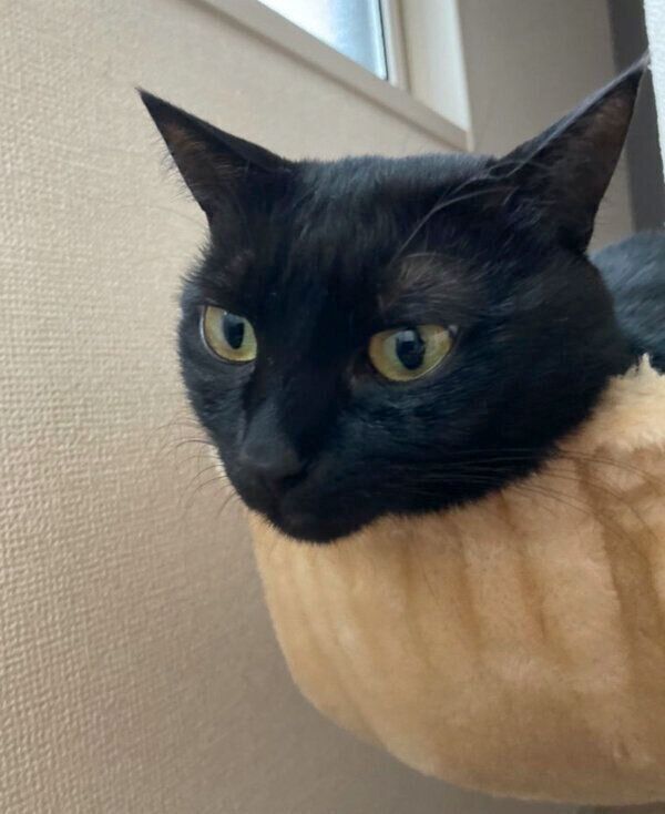 くつろぐあさりちゃん