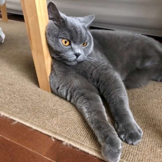 椅子にもたれかかるブリティッシュショートヘア