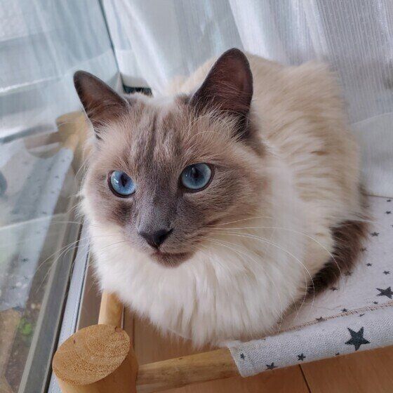 ロシアンブルーのブルーくん