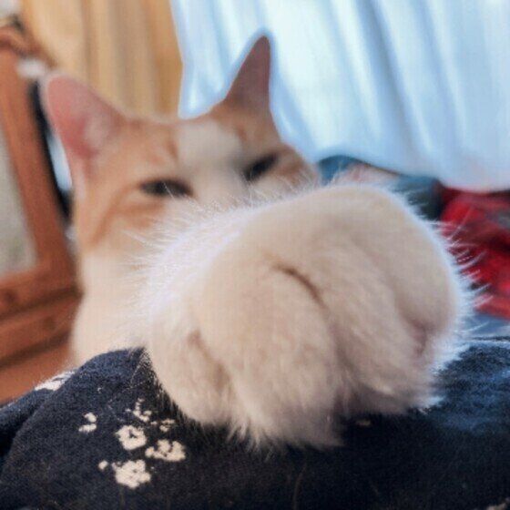 前足を見せる猫