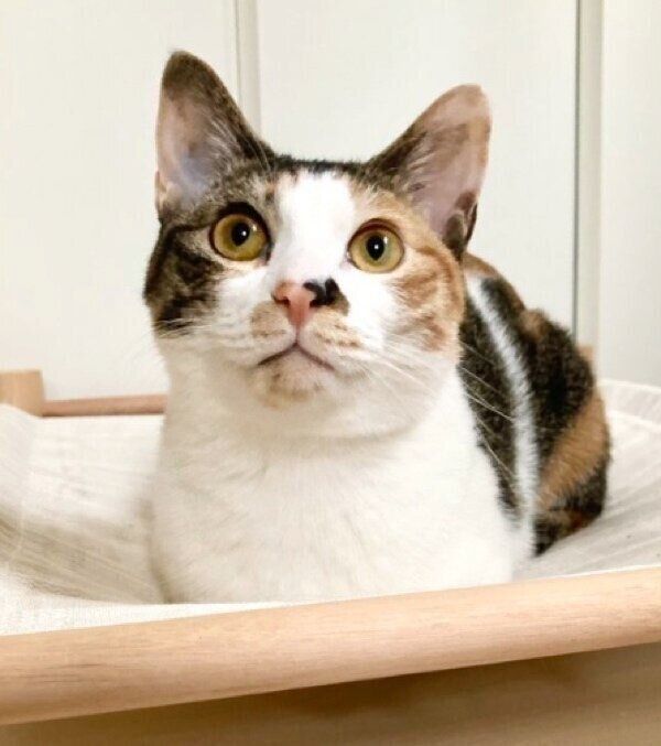 「おててないない」のむすびちゃん