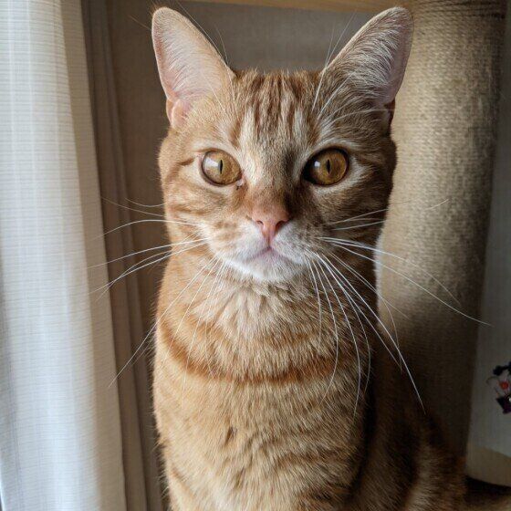 見つめるスコティッシュフォールド