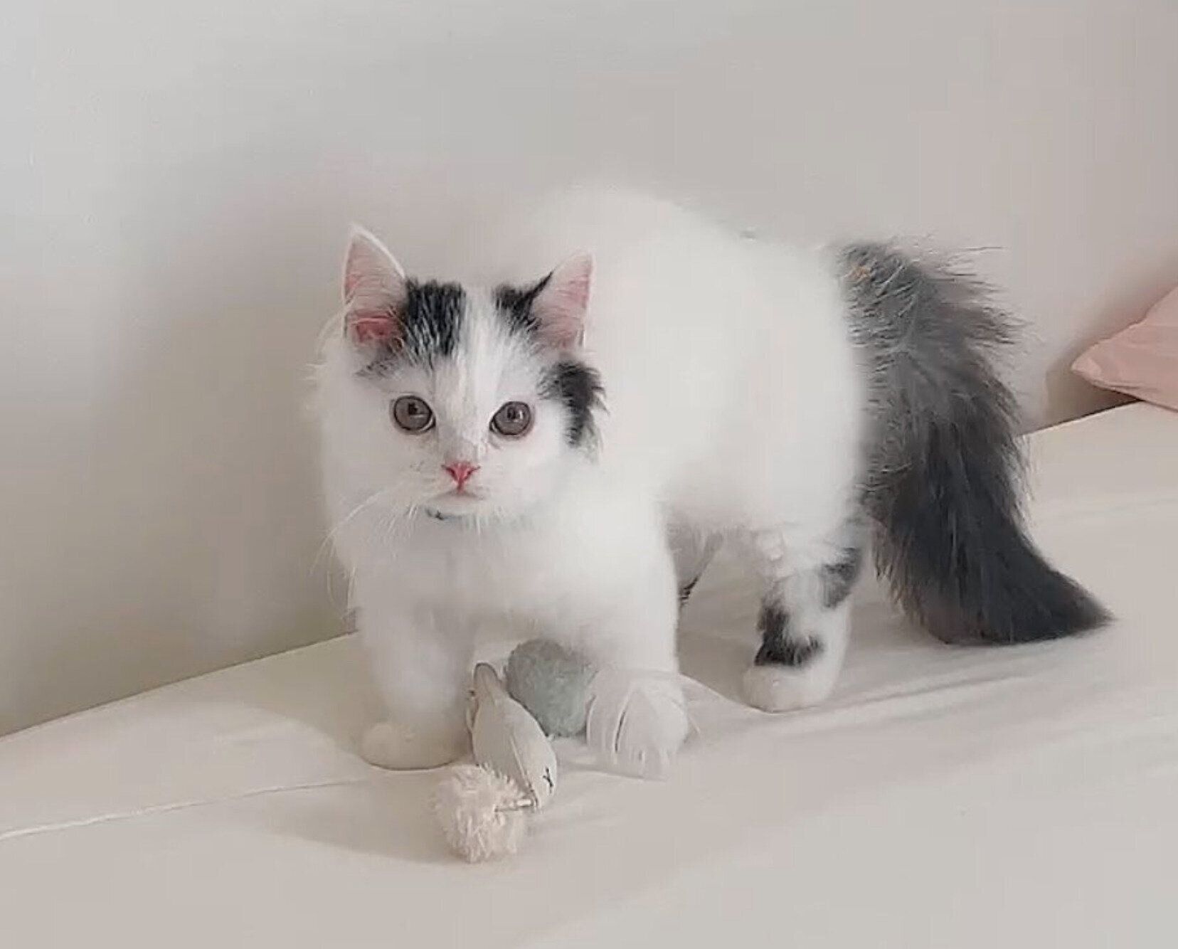 「やんのかポーズ」をするしゃちくん