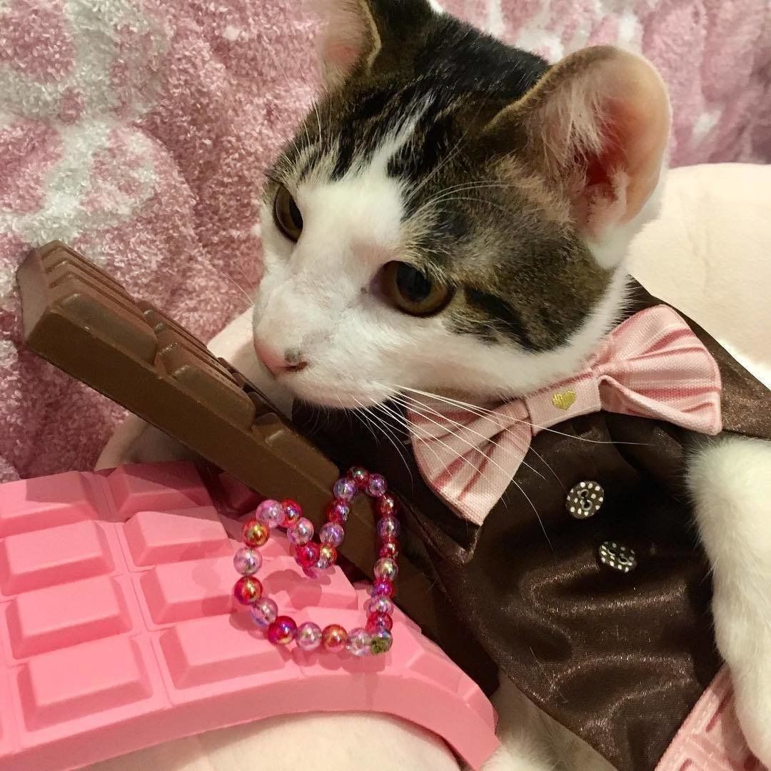 オモチャのチョコに夢中なよつばくん