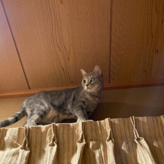 高所から降りられないととちゃん