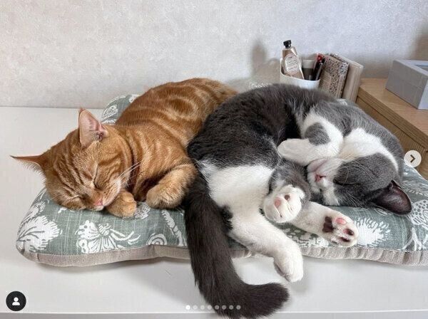 眠るミミさん、たぶくん