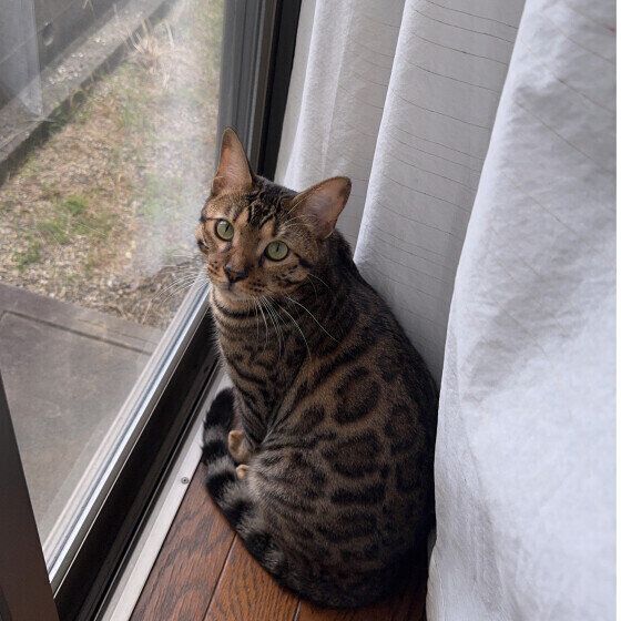窓辺にたたずむベンガル
