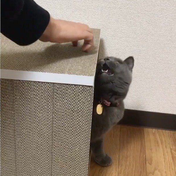 おうちが襲撃されるブリティッシュショートヘアー