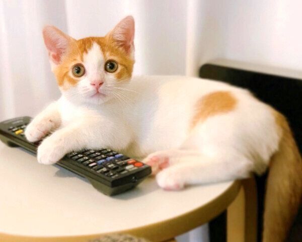 リモコンを抱えるもち丸くん