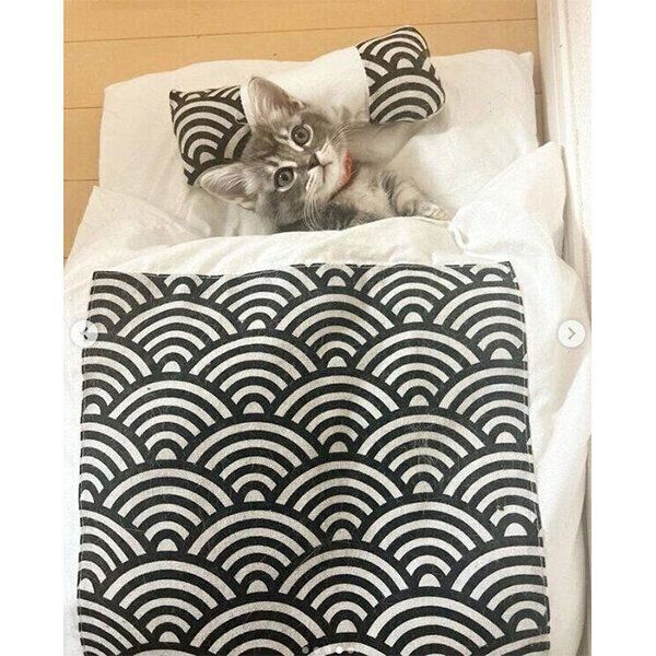 つくねくんのお布団でくつろぐみりんくん