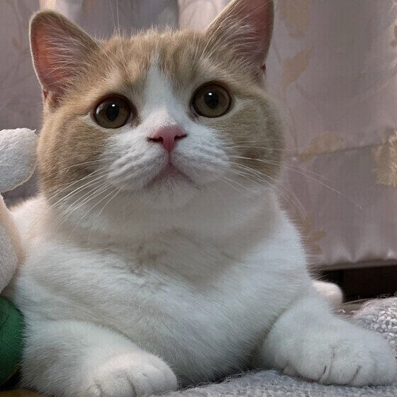 ブリティッシュショートヘアーのふくまるちゃん