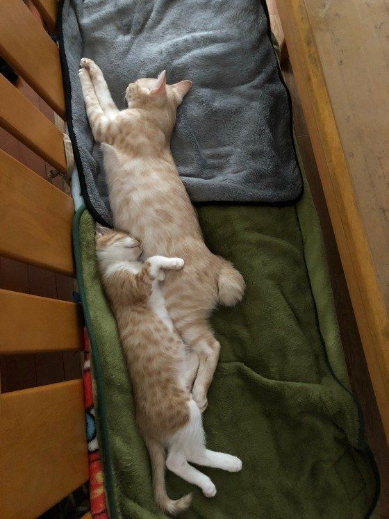 ２匹で一直線に寝る猫たち