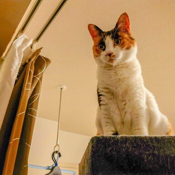 ミケのルビーちゃん