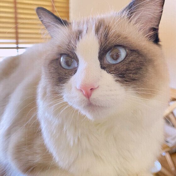 ラグドールのちぇるちゃん♪