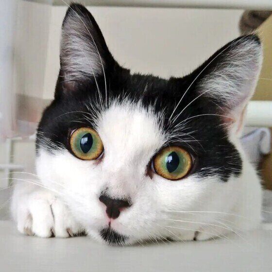 大きなおめめのごましおくん