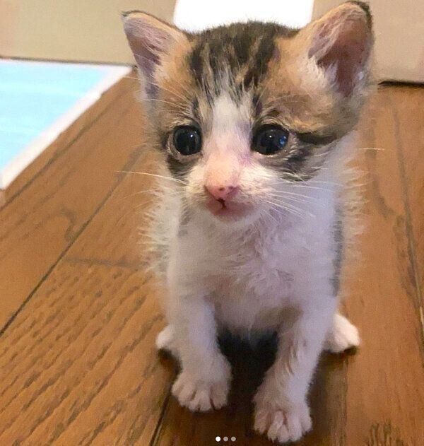 お座りするおとーふちゃん