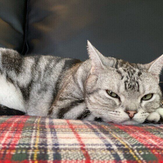 アメリカンショートヘアのリヴァイちゃん