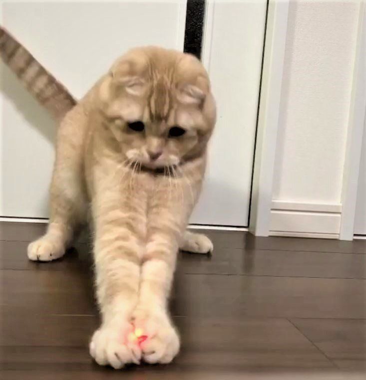 レーザーポインターを追いかける猫