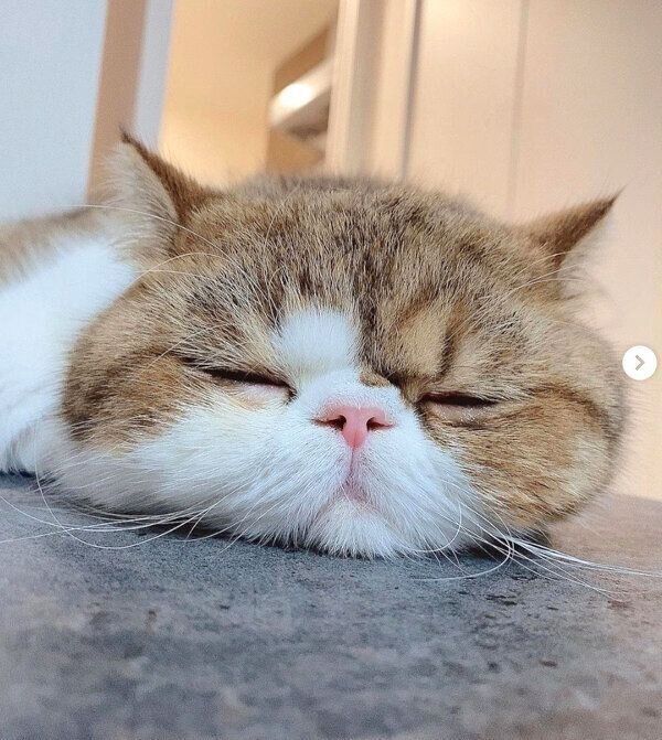 眠るよもぎくん