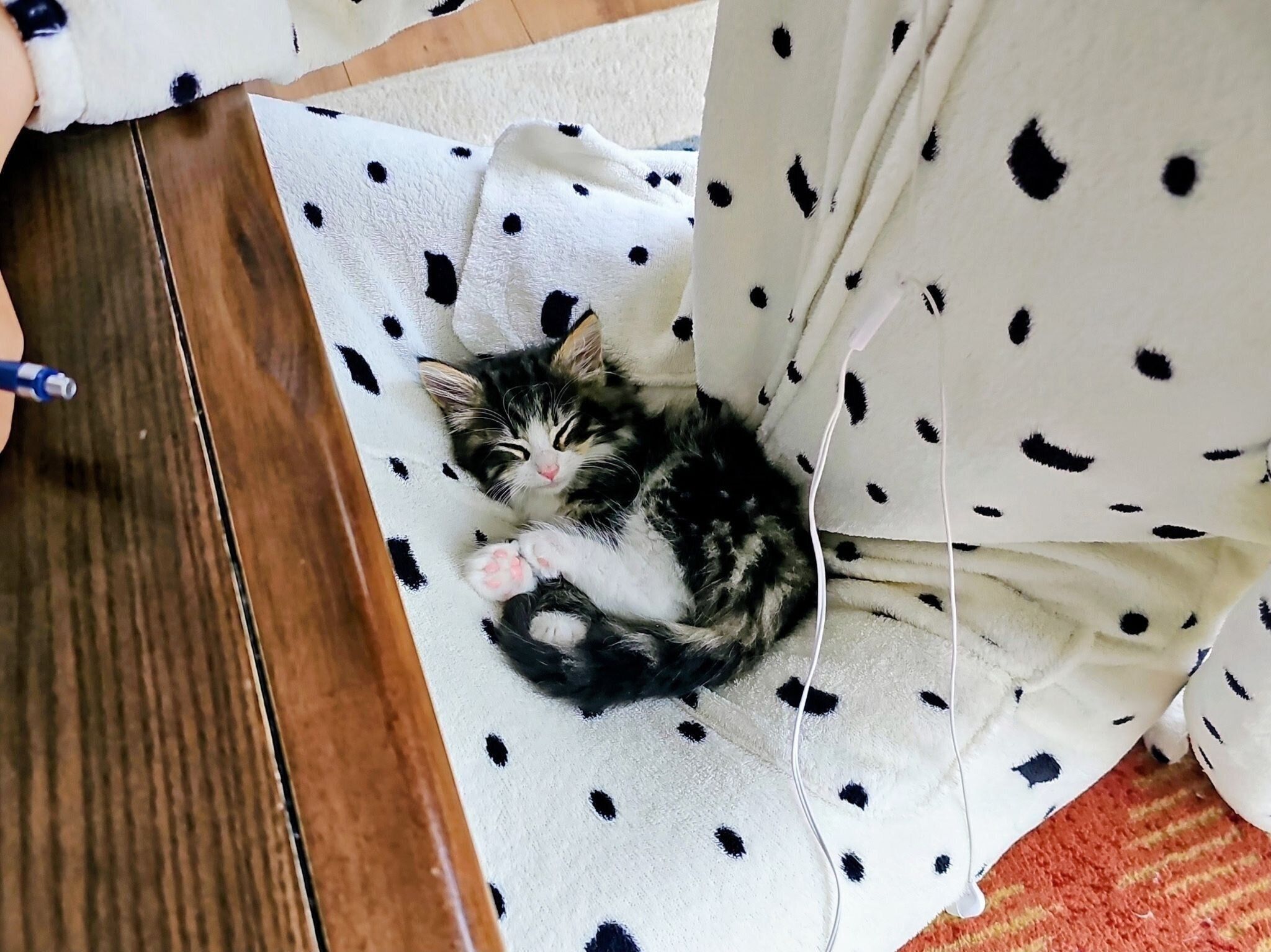 眠っているノルウェージャンフォレストキャット