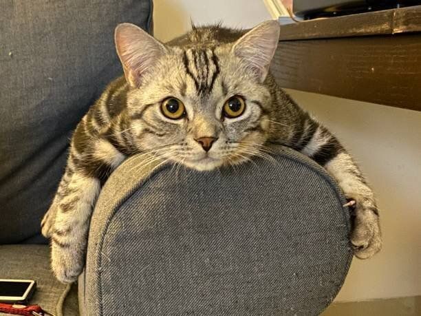 くつろいでいるアメリカンショートヘア