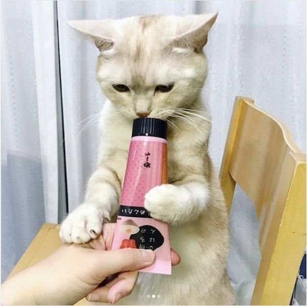 ちゅ〜る好きなニャンコ