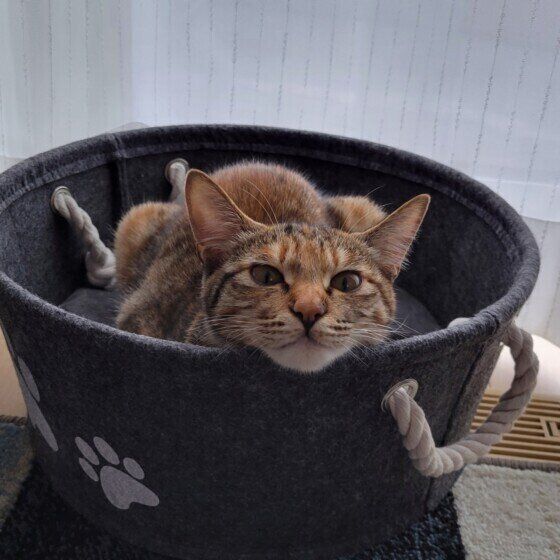 バスケットから顔を出すムギちゃん