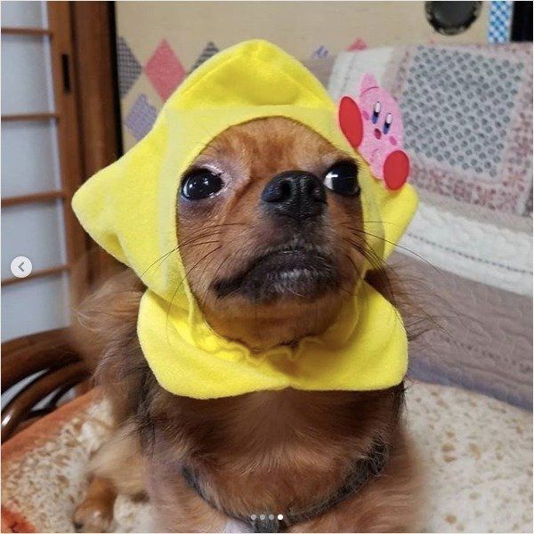 ねこのかぶりもの